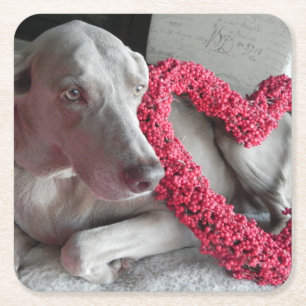 Carré Rain's Love - Weimaraner Dessous de verre de papie