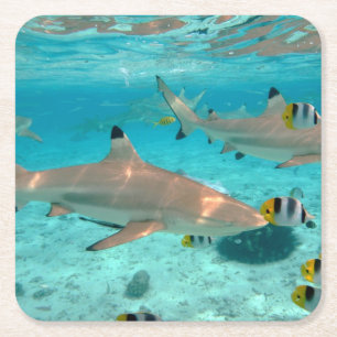 Carré Requins dans les dessous de verre de lagune de