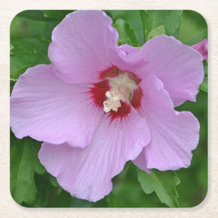 Carré Rose Du Dessous de verre Du Parti Sharon