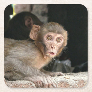 Carré Singe effrayé avec de grands dessous de verre de