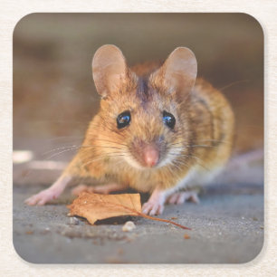Carré Souris très Cool dans le Dessous de verre sauvage