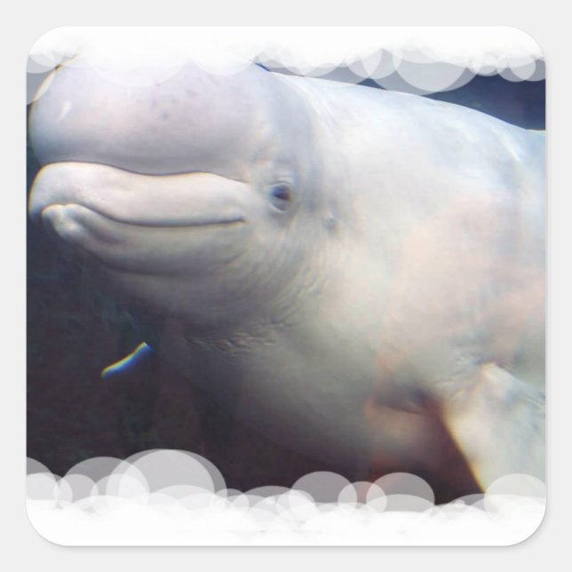 Carré Sticker à baleine de Beluga (Devant)