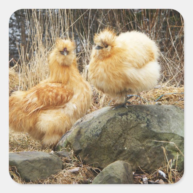 Carré Sticker à deux poulets en soie (Devant)
