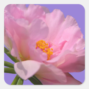 Carré Sticker à fleurs de pivoine rose