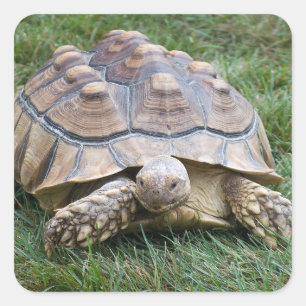 Carré Sticker à grande tortue