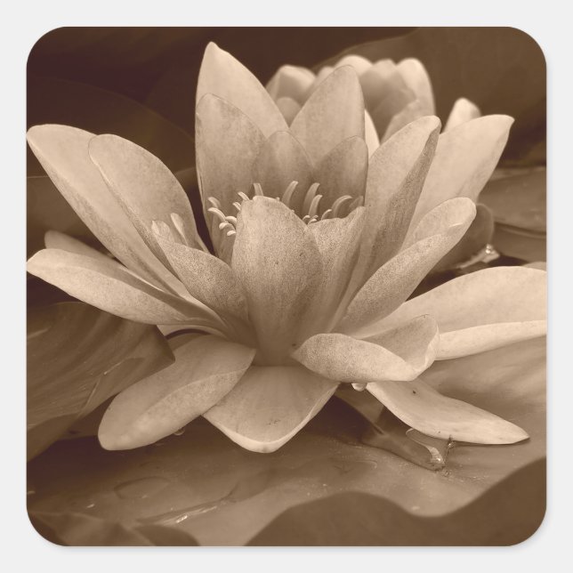 Carré Sticker à nénuphars (Devant)