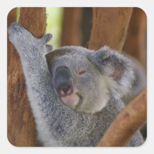Carré Sticker à ours Koala doux