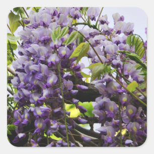 Carré Sticker à vin de Wisteria