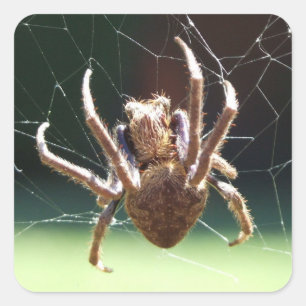 Carré Sticker Araignée de Tisseur d'Orbe de Jardin