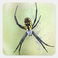 Sticker Argiope Jardin Noir & Jaune