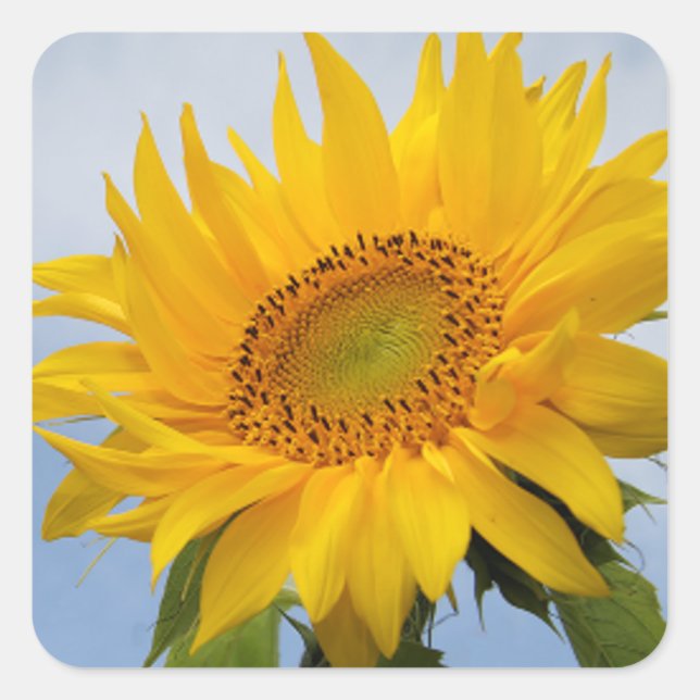 Carré Sticker bleu floral de tournesol jaune / Sceau (Devant)