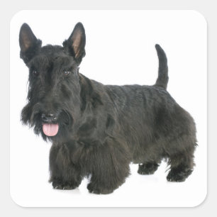 Carré Sticker Chien Chien Chien Chien Chien Noir Écossai