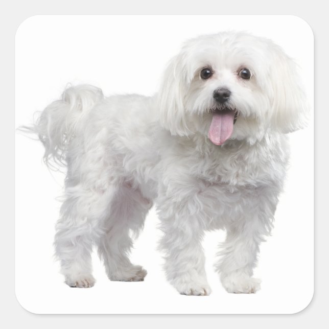Carré Sticker d'amour pour chien chiot maltais blanc / É (Devant)