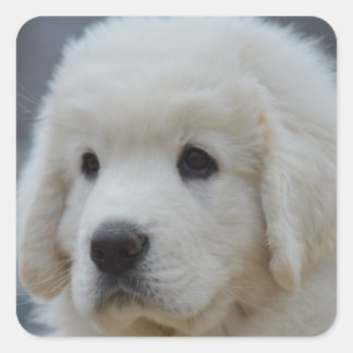 Carré Sticker de l'adorable polonais Tatra Sheepdog Chie