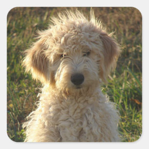 Carré Sticker de salutation pour Chien Chien Coquelicot 