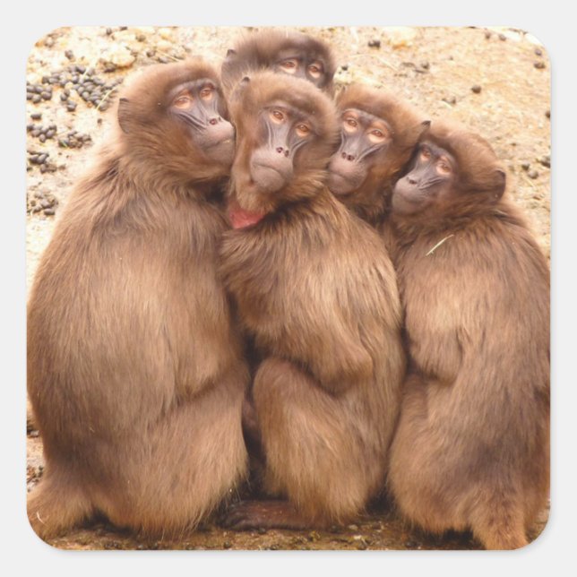 Carré Sticker du groupe des singes (Devant)