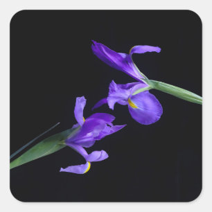 Carré Sticker Irises Violet