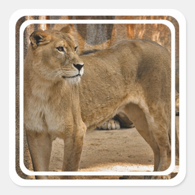 Carré Sticker Lady Lioness (Devant)
