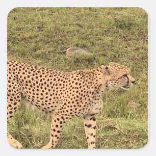 Carré Sticker Leopard