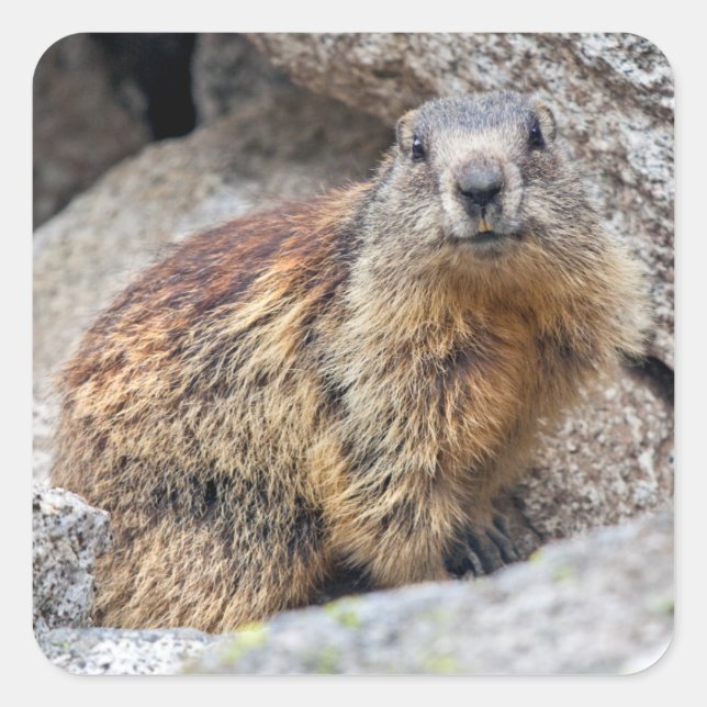 Carré Sticker Marmot alpin (Devant)