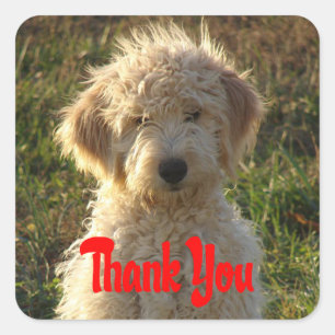 Carré Sticker Merci pour Chien Chien Chien Goldendoodle 