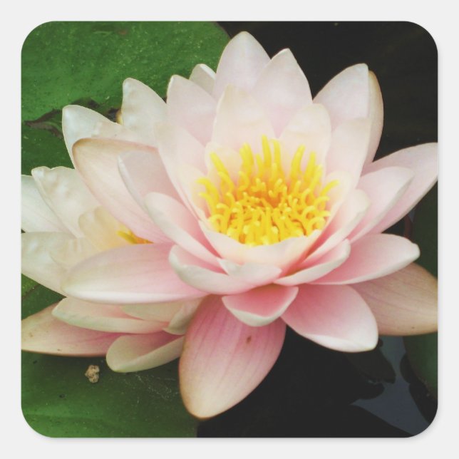 Carré Sticker Nénuphar blanc/Lotus Flower (Devant)