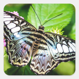 Carré Sticker papillon Clipper Bleu