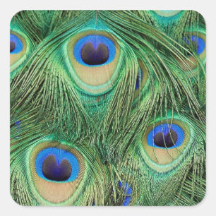 Carré Sticker Peacock