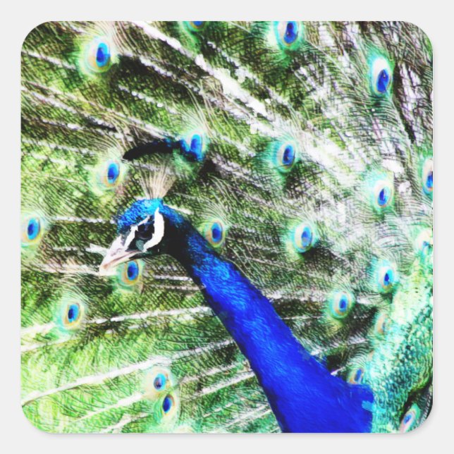 Carré Sticker Peacock (Devant)