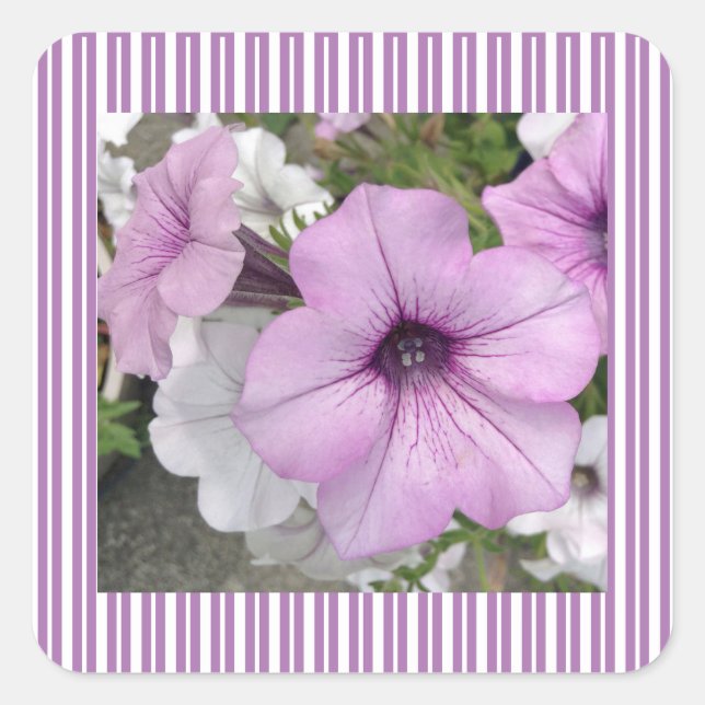 Carré Sticker photo Pretty Purple Petunia (Devant)