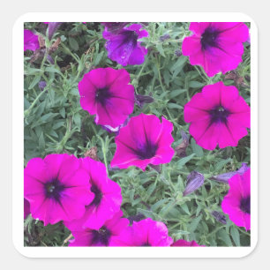 Carré Sticker Pink Petunia