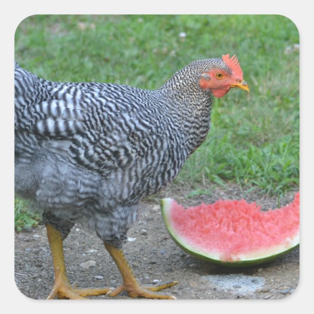 Carré Sticker poulet et pastèque (Devant)