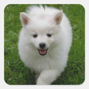 Carré Sticker pour chien coquelicot américain Eskimo / 