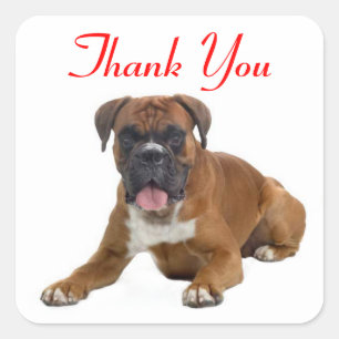 Carré Sticker pour le Merci Boxer Puppy Dog