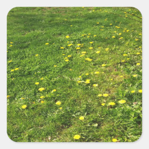 Carré Sticker pour l'herbe et les Dandelions