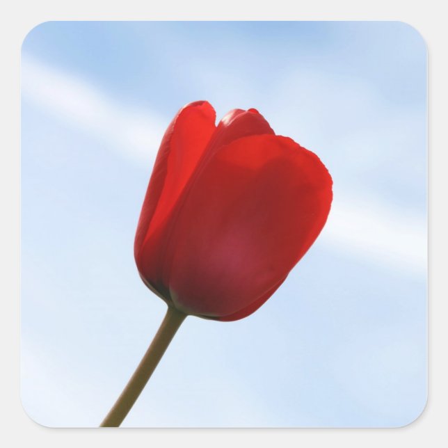 Carré Sticker pour tulipe rouge (Devant)