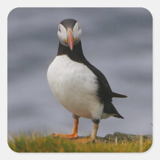 Carré Sticker Puffin (Devant)