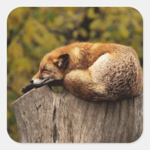 Carré Sticker Red Fox Nap Time mignon