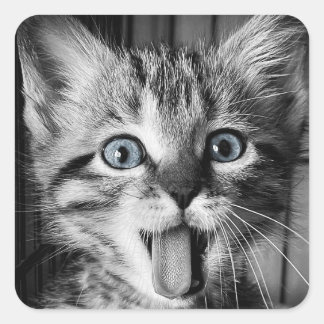 Carré Sticker rond classique Cute Kitten secourt