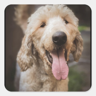 Carré Sticker rond classique pour caniche standard secou