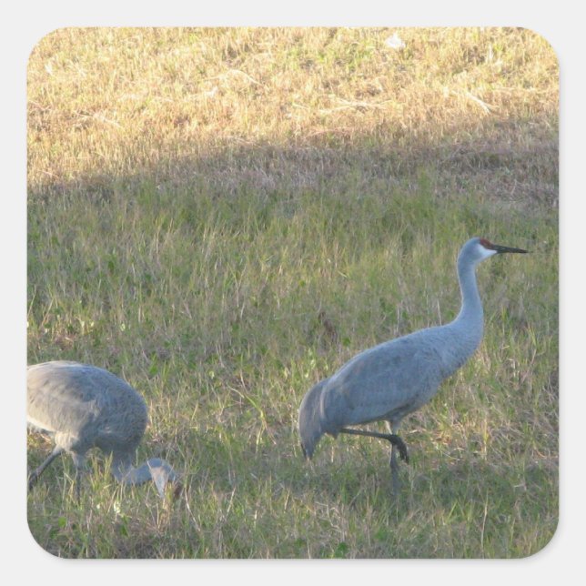Carré Sticker Sandhill Cranes (Devant)
