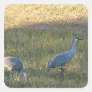 Carré Sticker Sandhill Cranes