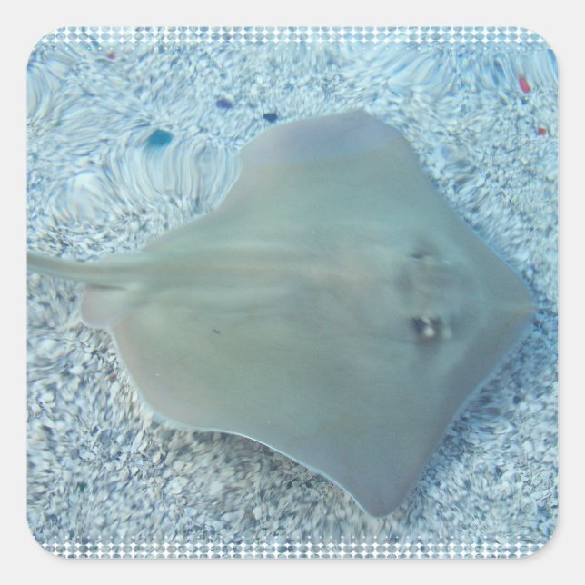 Carré Sticker Stingray à eau douce (Devant)