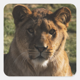 Carré Sticker Stoere Leeuw - Animprint / Wildlife Desi