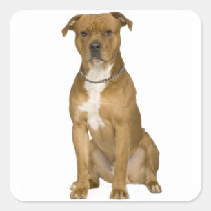 Carré Sticker Terrier Dog du Staffordshire américain