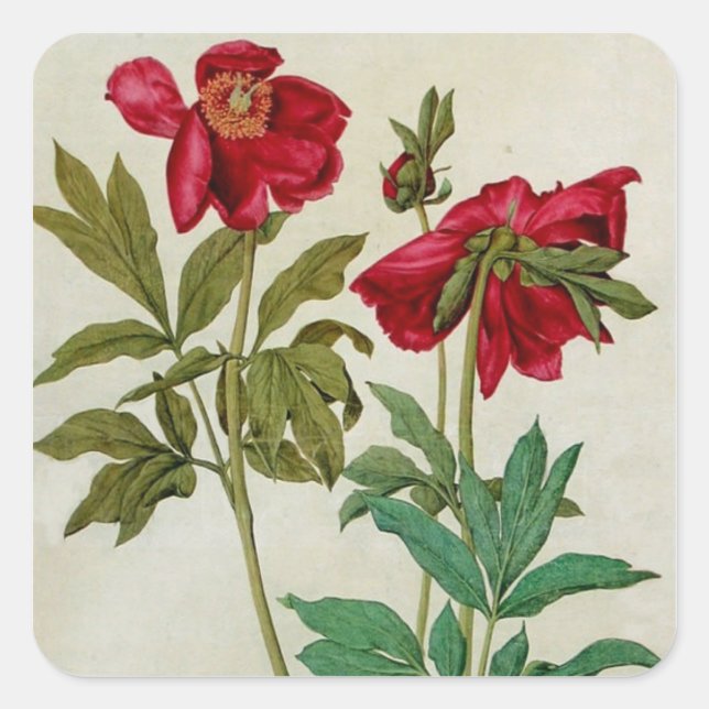 Carré Sticker vintage Albrecht Durer Peonies (Devant)