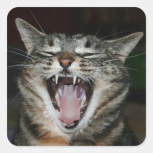 Carré Sticker Yawner