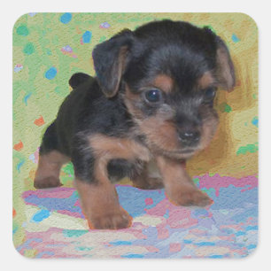 Carré Sticker Yorkie Puppy