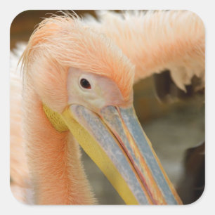 Carré Vous Regarder Sticker Pelican
