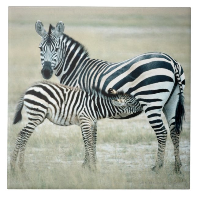 CARREAU 24114480 (Devant)